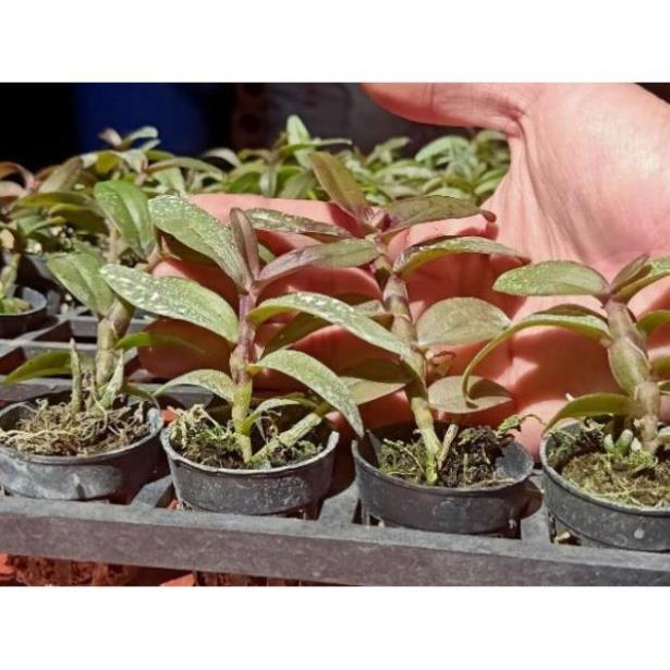 Hoa phong lan -com bo 2 chậu phi điệp ám mắt trâu