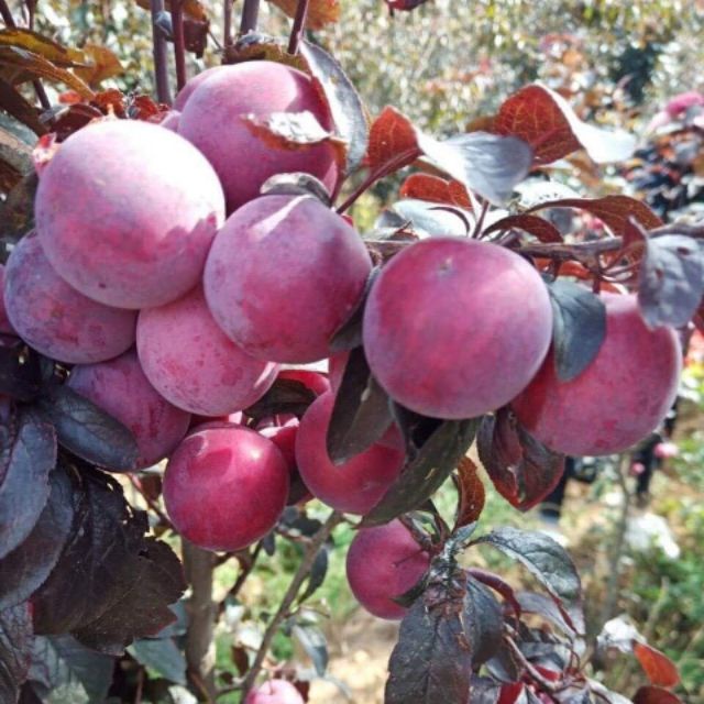Cây Giống Mận Đỏ Mỹ