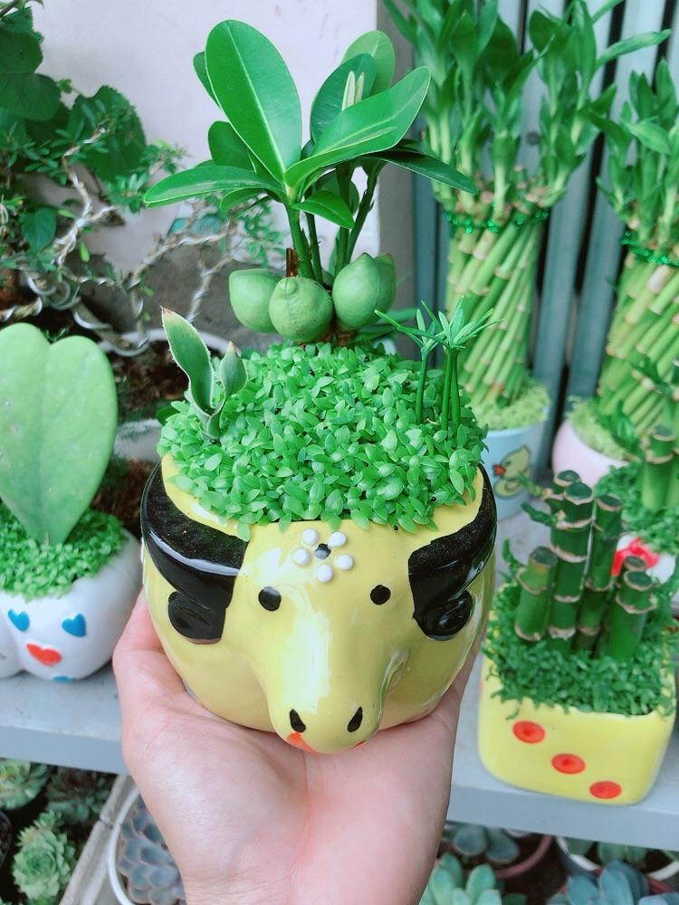 Chậu Cây May Mắn Tài Lộc