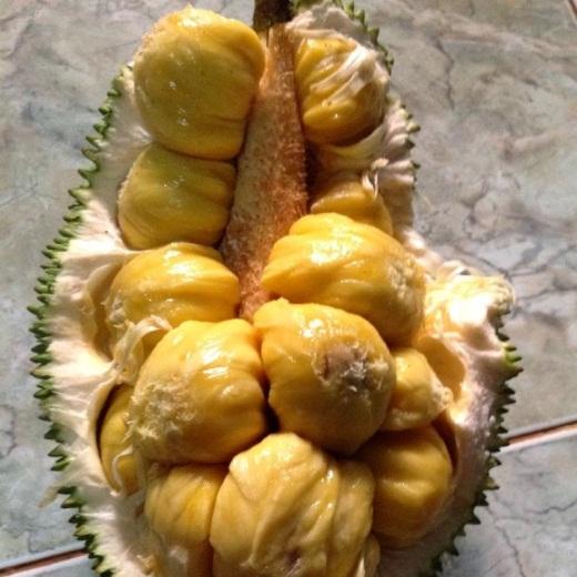 CÂY GIỐNG MÍT TỐ NỮ SIÊU SỚM