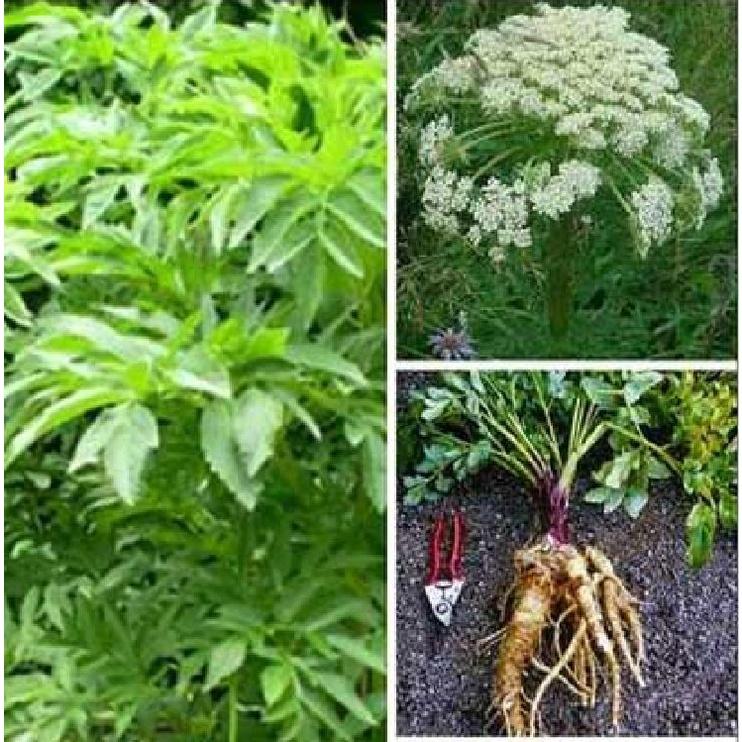 Hạt giống Cây Dược Liệu Bạch chỉ - Gói 50 Hạt/tặng kèm gói phân bón lót