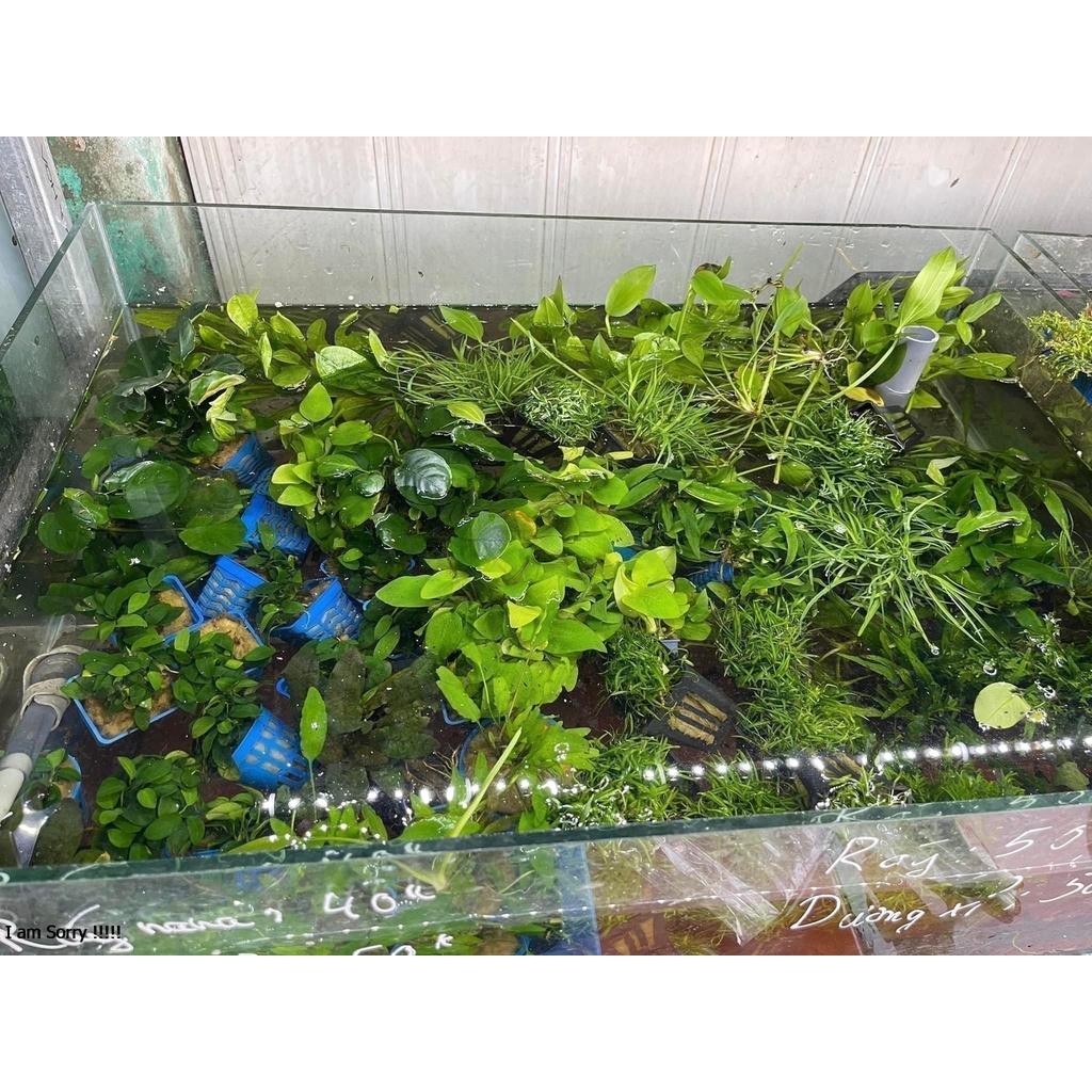 Cây thủy sinh cắt cắm các loại