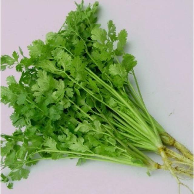 Hạt giống rau mùi tía cao sản