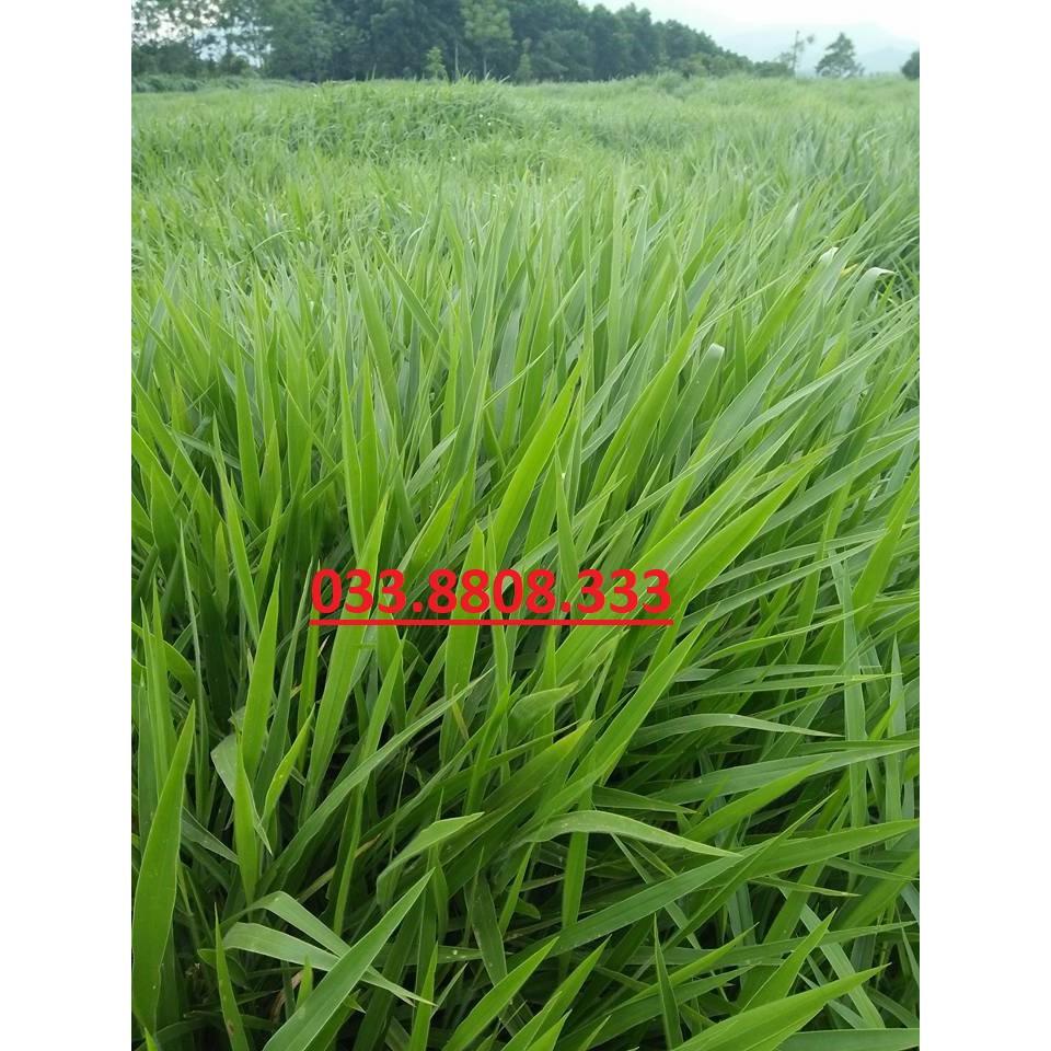 Hạt giống cỏ Ruzi - Cỏ chịu dẫm đạp - Hạt Giống Cỏ Chăn Nuôi Trâu-bò-dê-cừu-cá