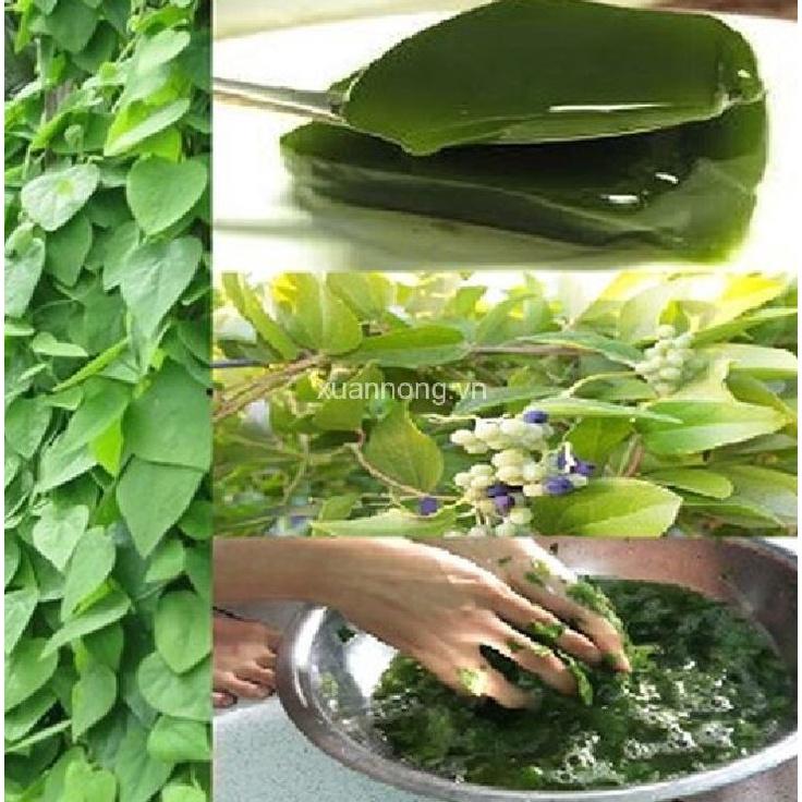 Combo 3 gói Hạt giống sương sâm lông -gói 10 hạt-tặng kèm gói phân bón lót