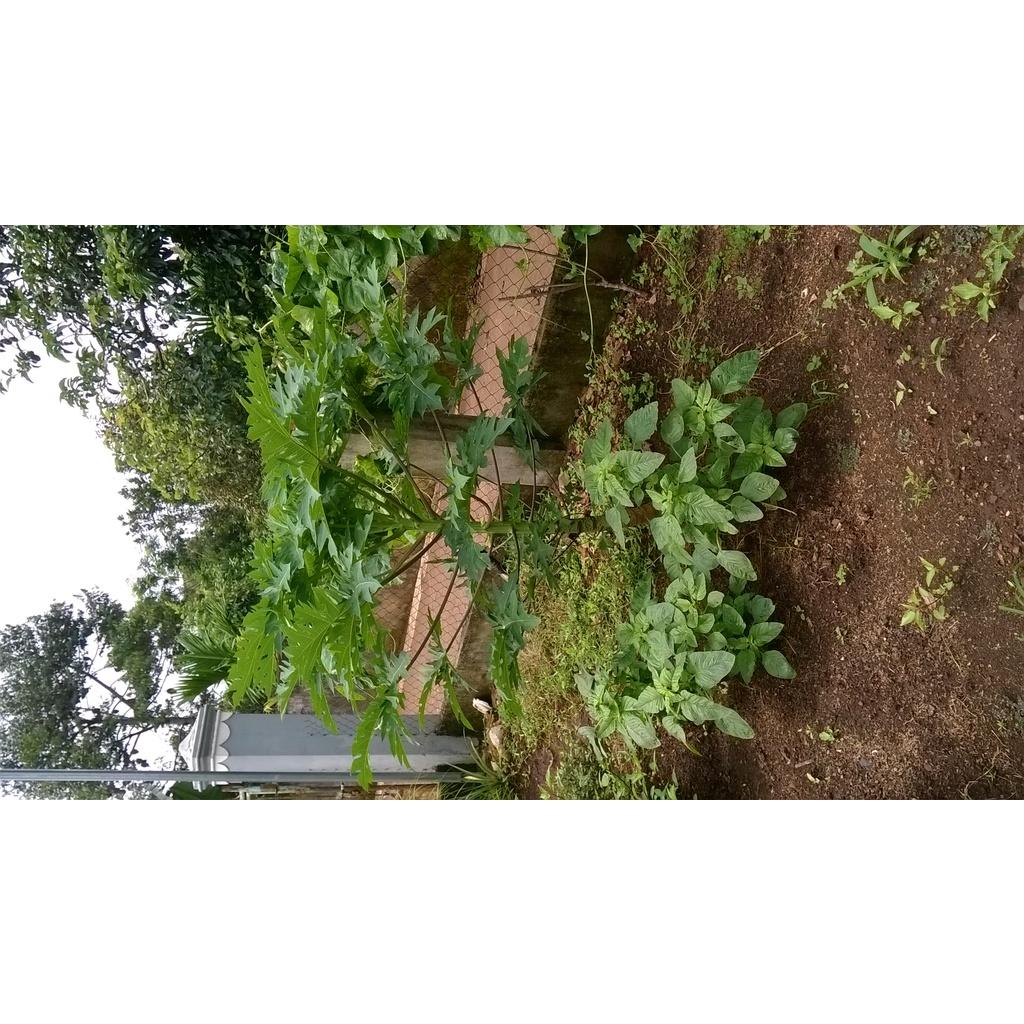 COMBO 10 Cây giống Đu đỦ lùn ruột đỏ , quả dài.