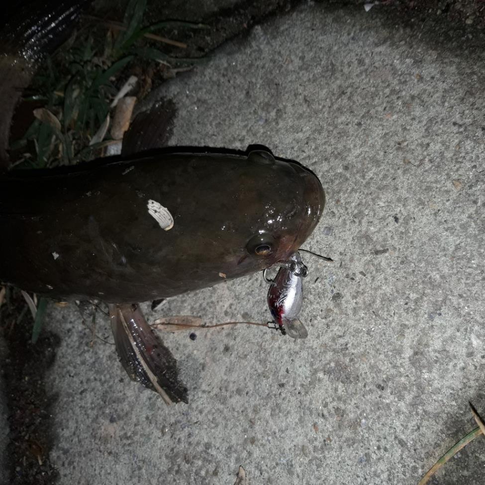 Mồi Câu Cá Mồi Ruồi Chuyên Câu Cá Rô Phi Giá Rẻ MG9 đồ câu FISHING_HD