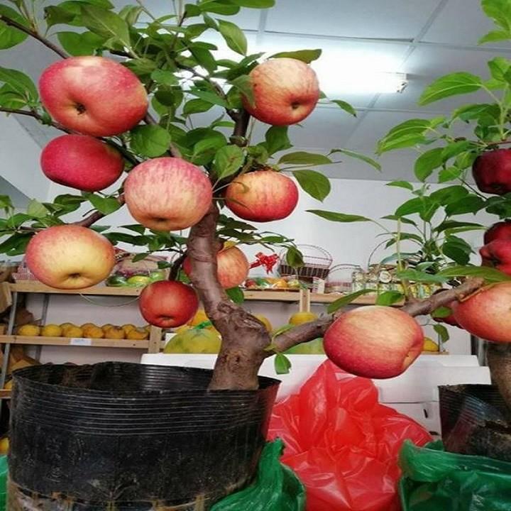 CÂY GIỐNG TÁO ĐỎ TÂN CƯƠNG , CAM KẾT GIỐNG CHUẨN F1