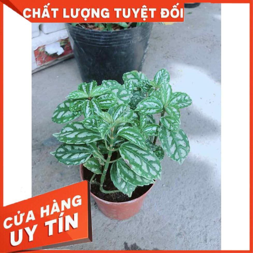 Cây Lá Bạc Nhiều Người Mua