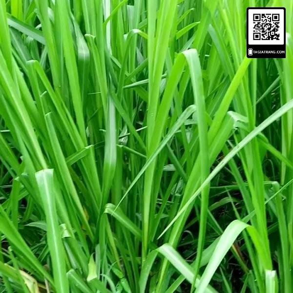 Hạt Giống Cỏ Chịu Ngập Ubon Paspalum - gói 2kg - Hạt Cỏ Năng Suất, Siêu Dinh Dưỡng cho Chăn Nuôi Bò, Dê, Cừu, Thỏ,...
