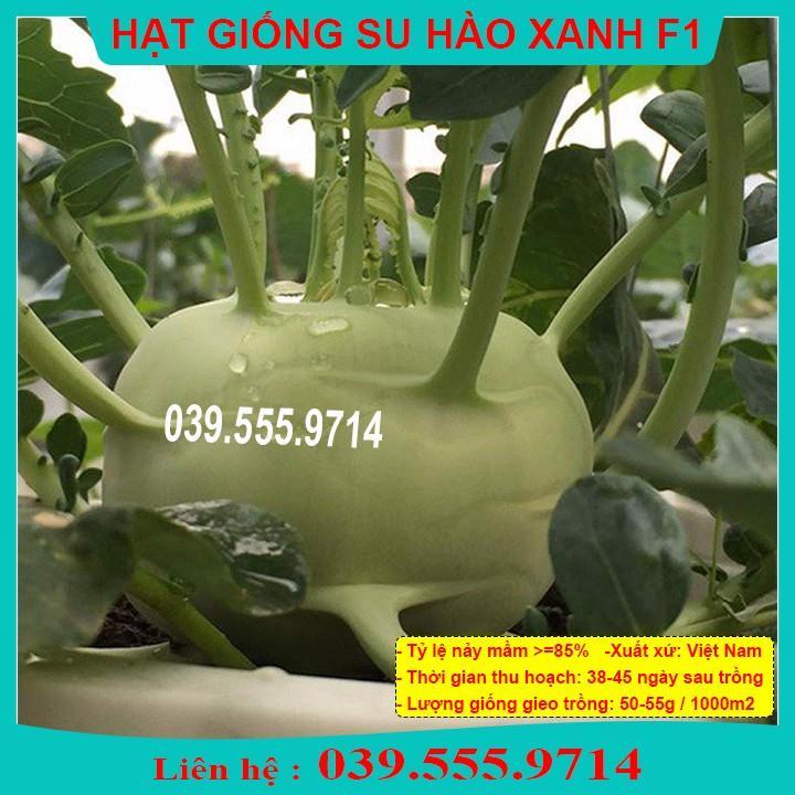 HẠT GIỐNG SU HÀO XANH - GIỐNG TỐT