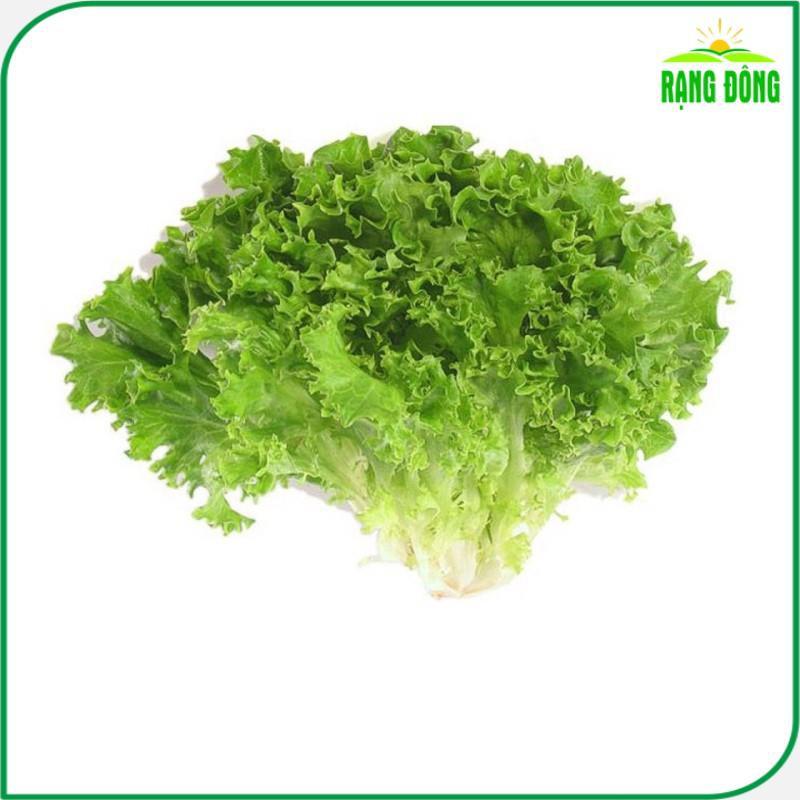 Hạt giống Xà Lách Xoăn Xanh Chịu Nhiệt Trồng Quanh Năm, Sinh Trưởng Tốt - Hạt giống Rạng Đông
