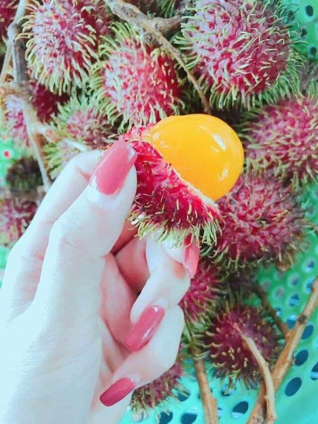 CHÔM CHÔM RUỘT VÀNG SIÊU SỚM
