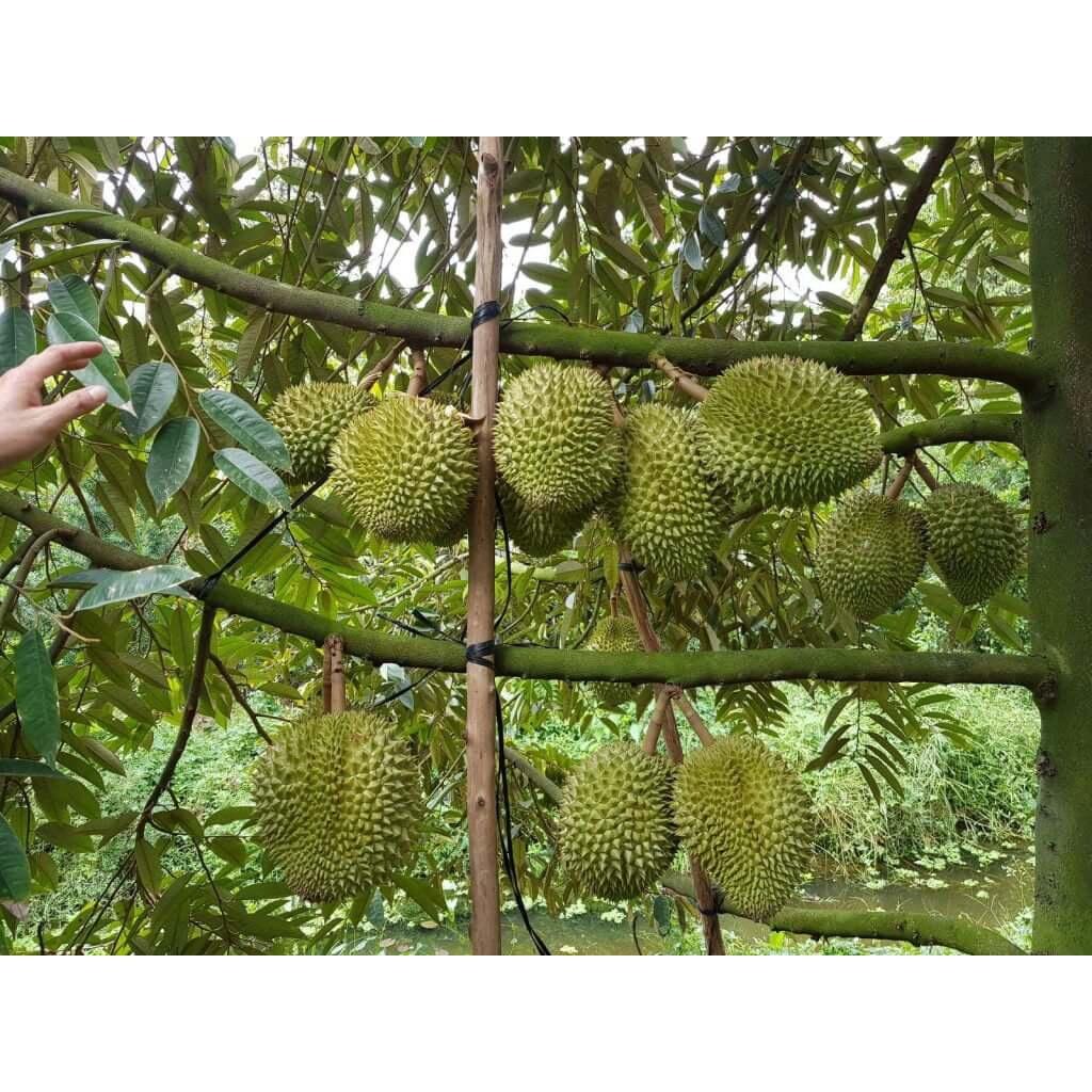Sầu riêng DONA không ngọt gắt, không đắng, không gây ngán giống chuẩn F1 chất lượng cao