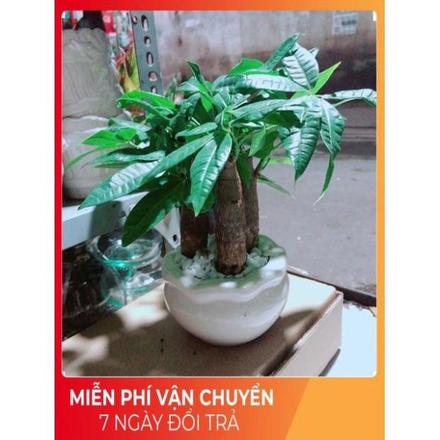 Chậu Kim Ngân 3 Thân