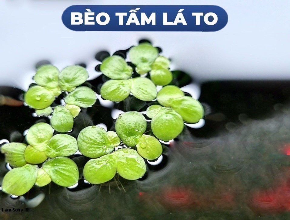 Bèo tía rễ đỏ 40 cây | Bèo thủy sinh