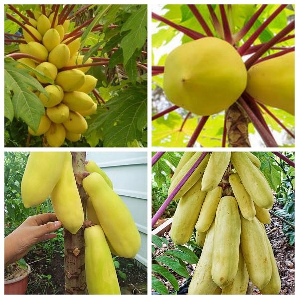 Hạt giống đu đủ da vàng Thái