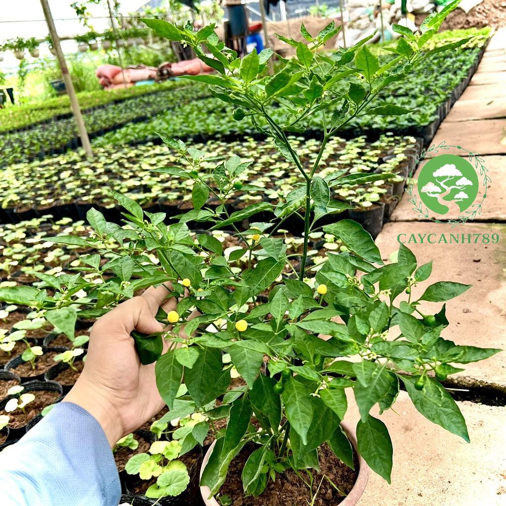 Cây ớt Peru charapita trưởng thành đang quả ..