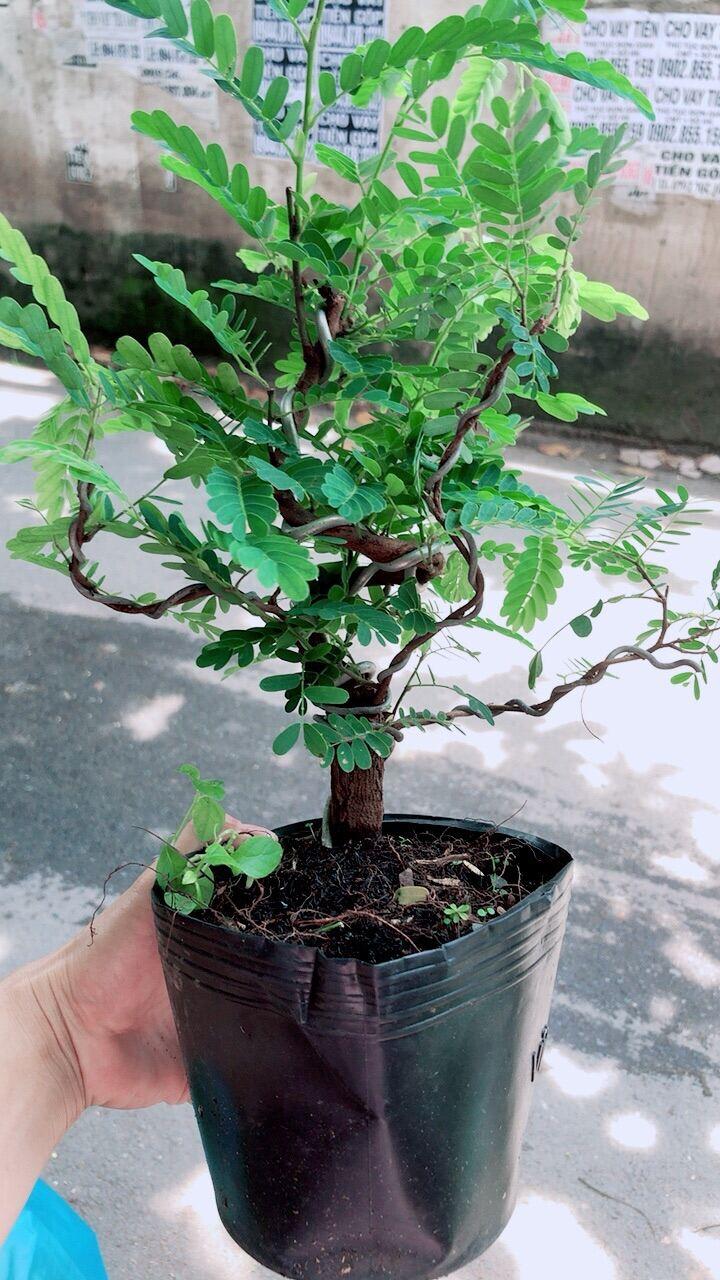Cây Me Bonsai
