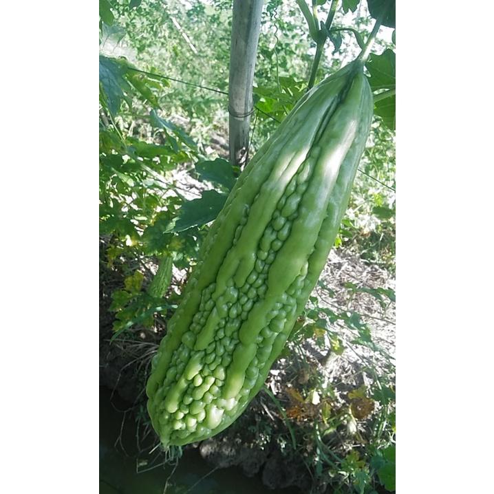 Hạt Giống Khổ Qua AGRILONG 999 -