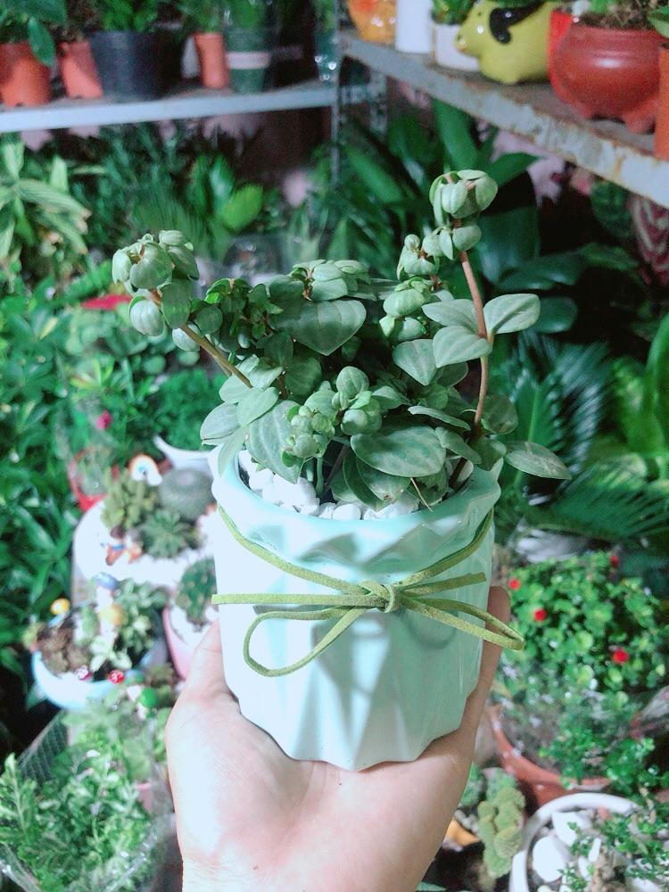 Chậu Cây Kim Cương Hột Xoàn