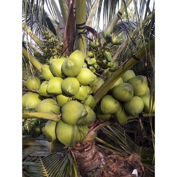 Cây giống dừa xiêm xanh ruột hồng