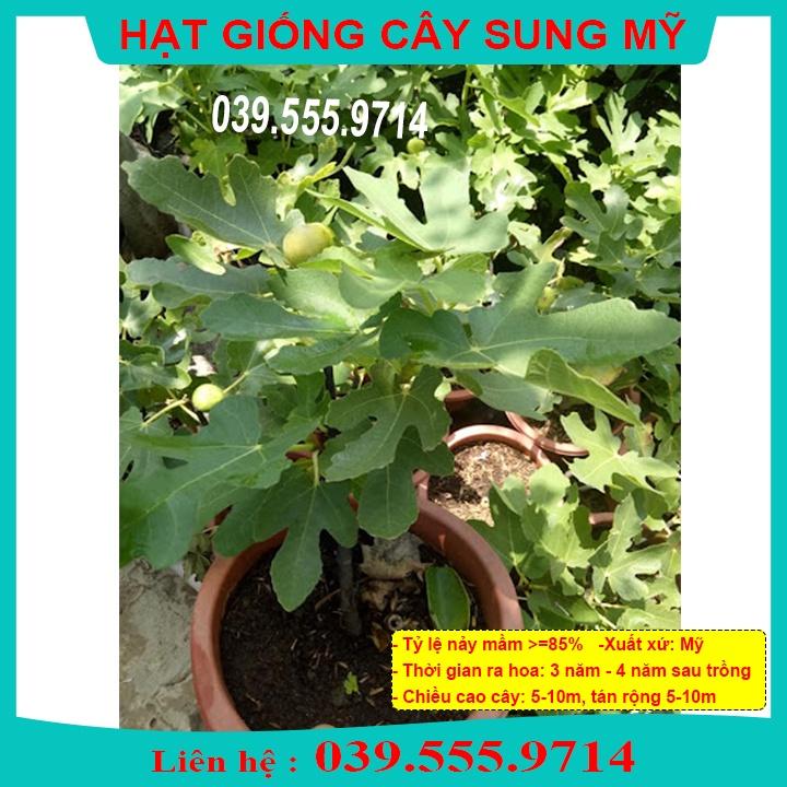 HẠT GIỐNG SUNG MỸ - CÂY TRỒNG CHẬU
