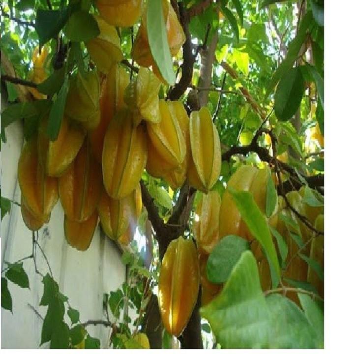 CÂY GIỐNG CÂY KHẾ CHUA, QUẢ SỚM, SIÊU QUẢ