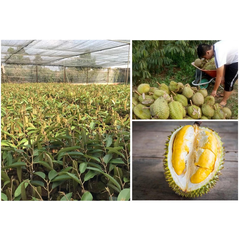 Ây Giống Sầu Riêng Ri6 Da Xanh Cơm Vàng Hạt Lép