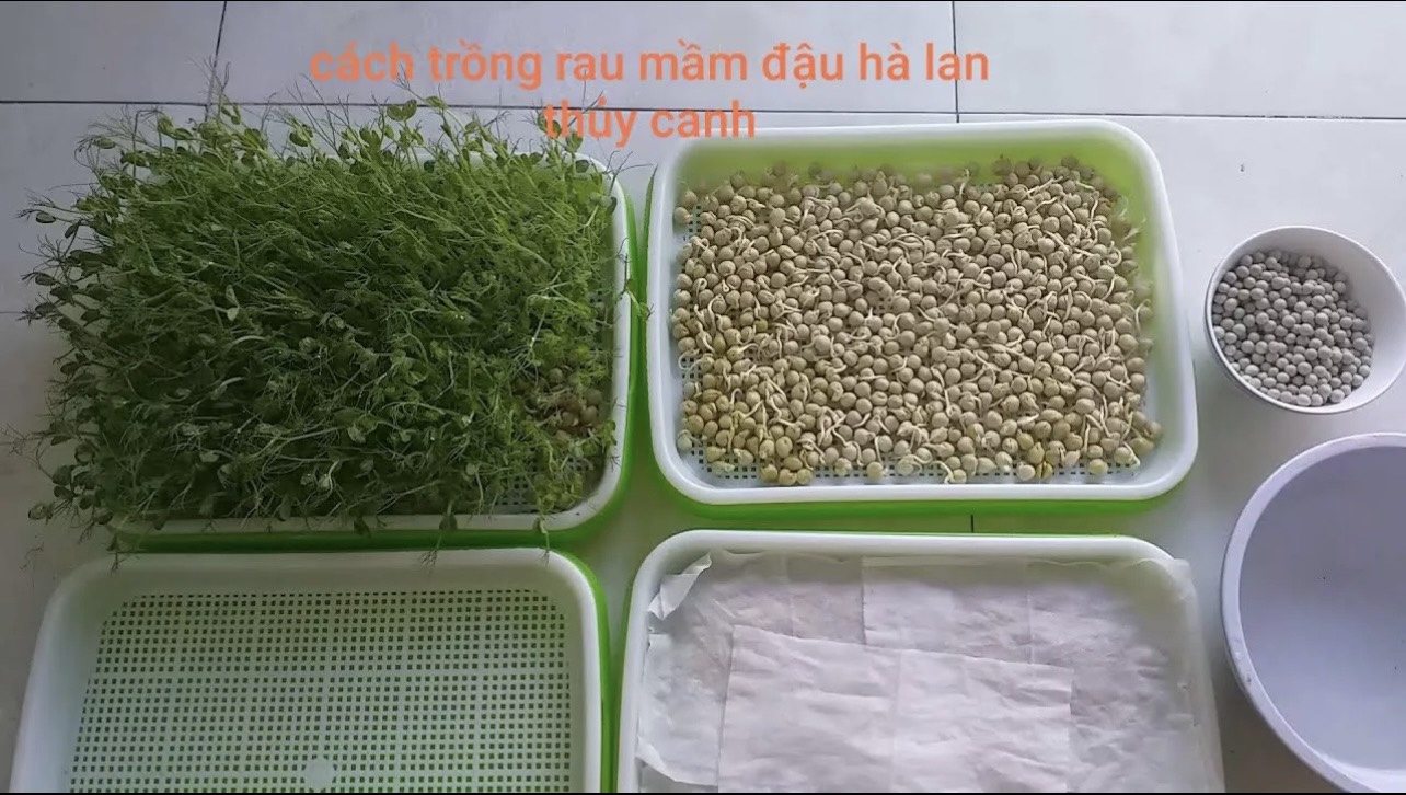 1KG HẠT GIỐNG RAU MẦM ĐẬU HÀ LAN , LOẠI 1 , NẢY MẦM NHANH , THU HOẠCH SAU 7 NGÀY