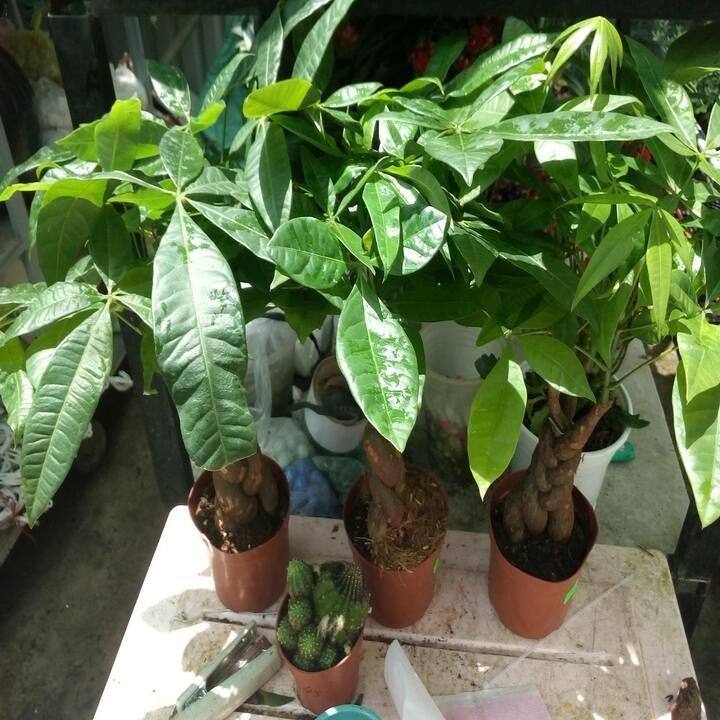 Cây kim ngân bính 3 cây đẹp chuẩn giống