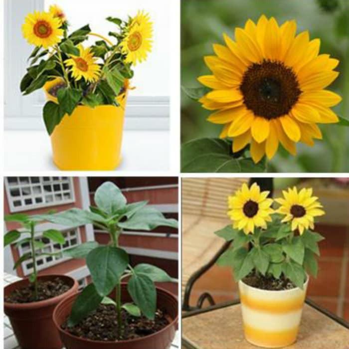 Hạt Giống Hoa Hướng Dương Lùn F1 Loại Siêu Dễ Trồng, Hoa Nở Đẹp Tặng kèm Hướng Dẫn Trồng