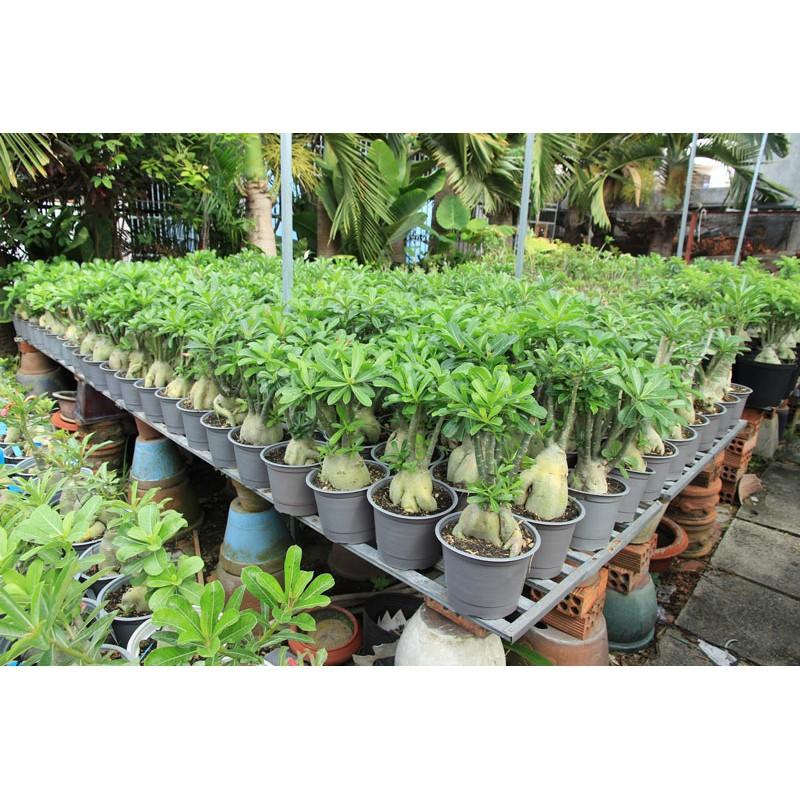 Gói 10 hạt giống hoa sứ Thái kép mix đủ 10 màu tặng 10 viên nén ươm hạt