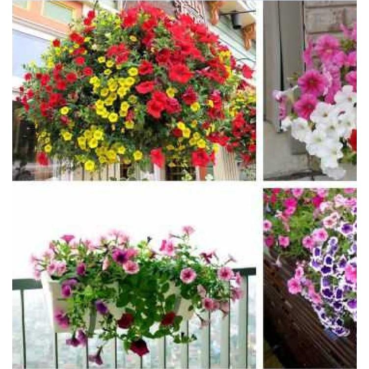 Hạt Giống Hoa Dạ Yến Thảo cánh đơn nhiều màu - 100 hạt/gói