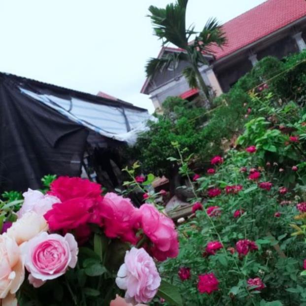 Hồng cổ nhiều màu