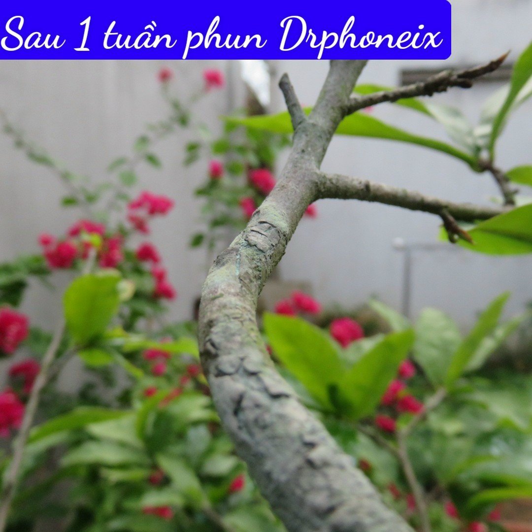 DR, PHOENIX 50GR - SẢN PHẨM GỐC ĐỒNG - KHÔNG LO NẤM HỒNG TRÊN CÂY TRỒNG