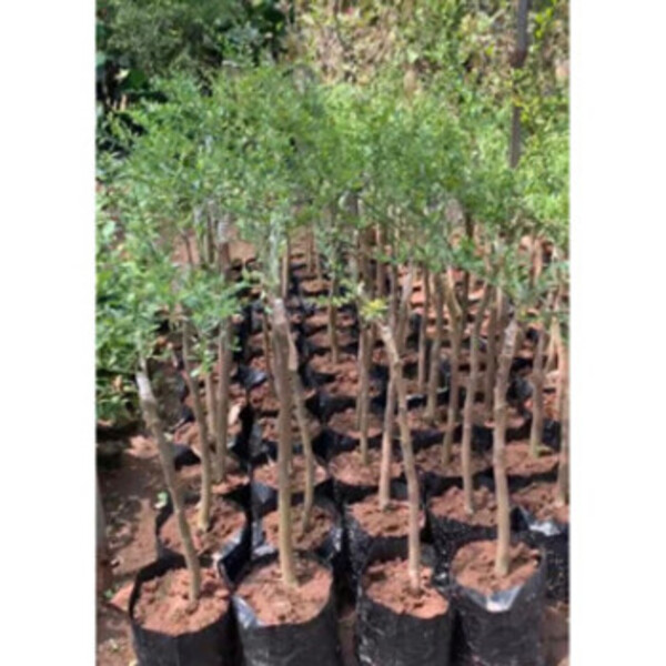 Cây Chanh Ngón Tay F1 - Nhà vườn Xuân Khương