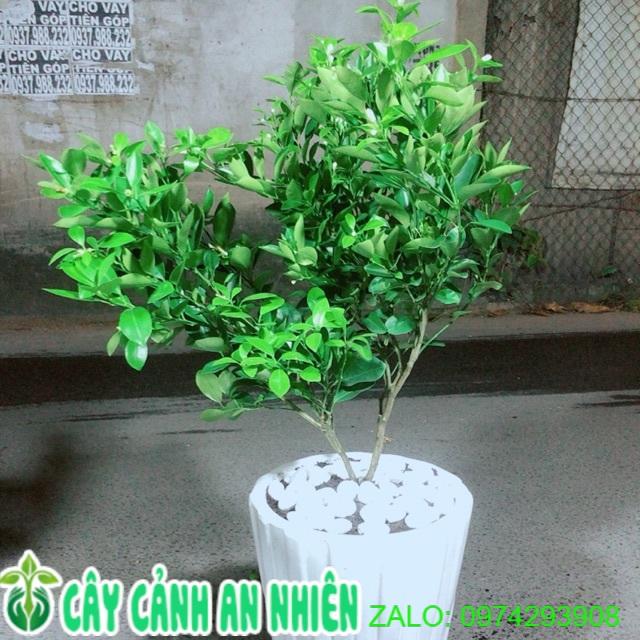 Chậu Cây Tắc Cho Sai Trái