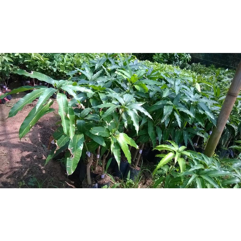 CÂY GIỐNG XOÀI TÀI LỘC