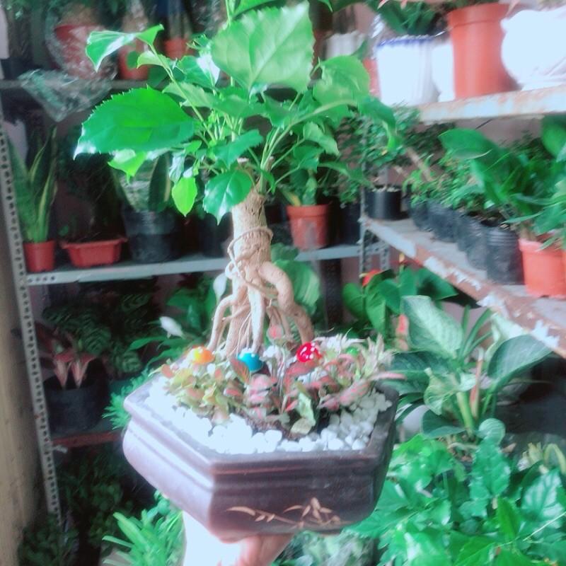 Chậu Cây Hạnh Phúc Bonsai