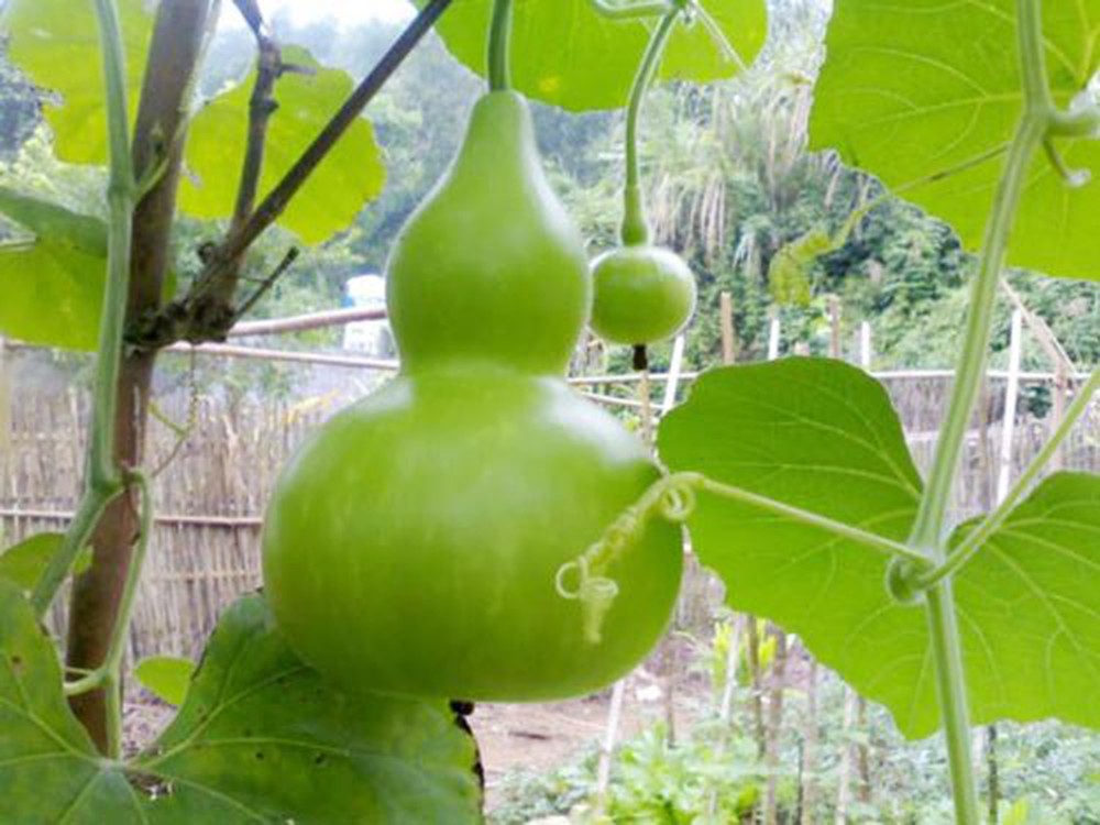 Hạt giống Bầu Hồ Lô 1g năng suất cao