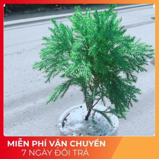 Chậu Tùng Bồng Lai