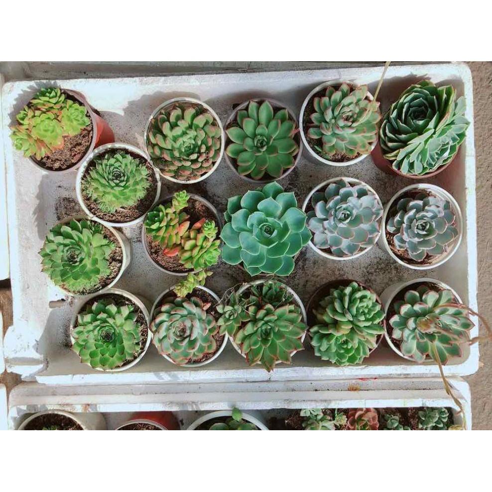 Combo sen đá bánh bao xanh kèm chậu sứ Bán Chạy