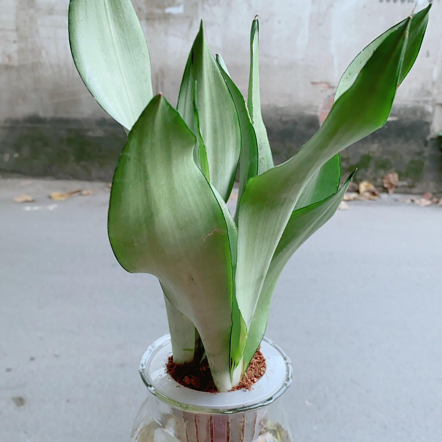 Chậu Lưỡi Hổ Bạc Thuỷ Canh