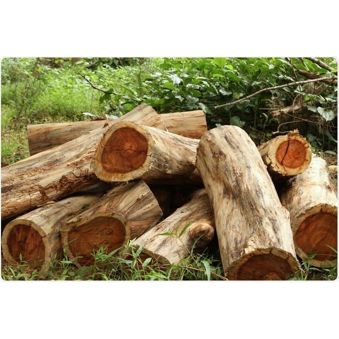 2 KG HẠT GIỐNG CẨM LAI RỪNG .