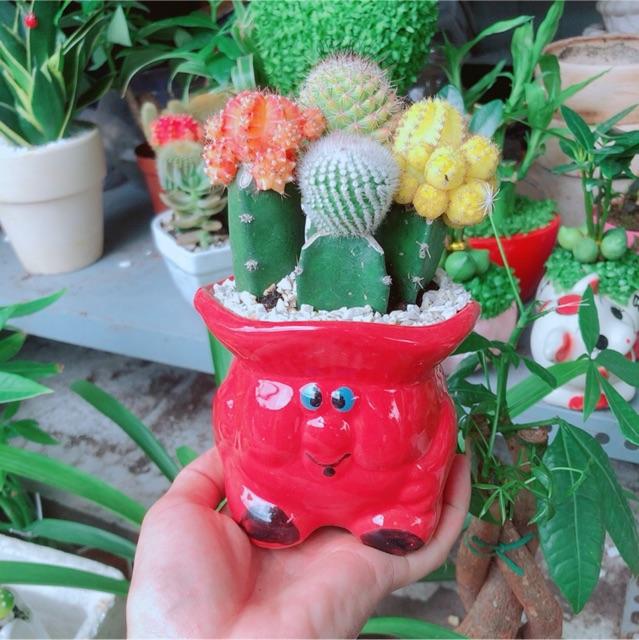 Chậu xương rồng tiểu cảnh