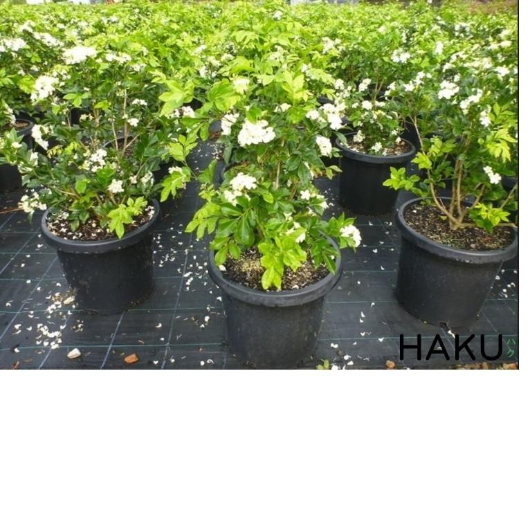 Cây Nguyệt Quế, cây giống gửi đi nguyên bầu