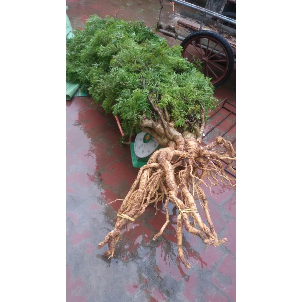 COMBO 10 CÂY ĐINH LĂNG GIỐNG. .