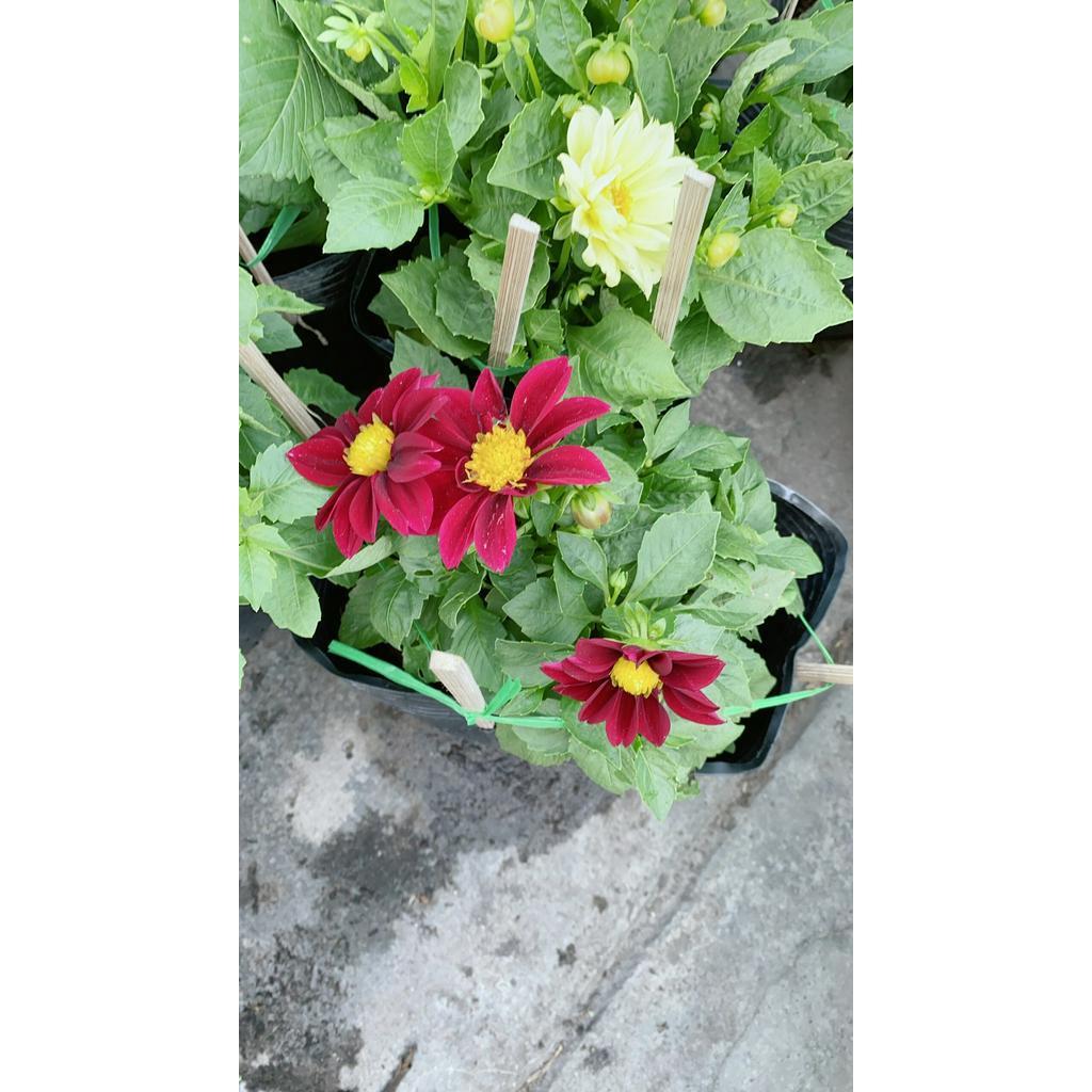 Cây Thược Dược Mini