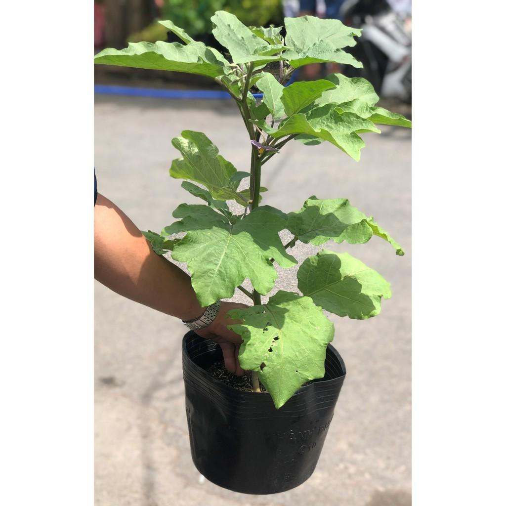 Chậu cây cà tím trái dài